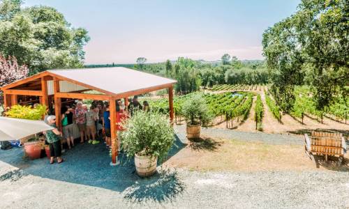 Paza Vineyard & Winery